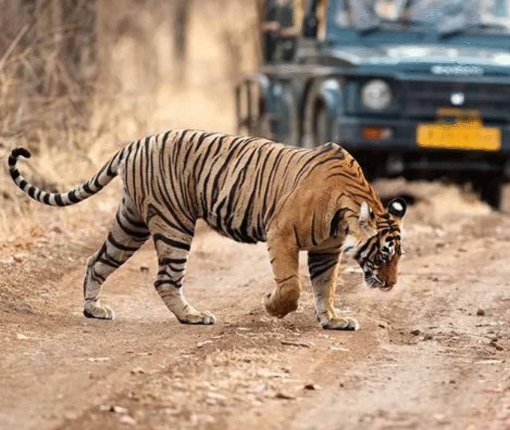 srisailam cab booking